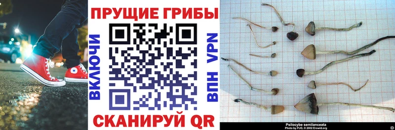 Галлюциногенные грибы прущие грибы  Купить закладки  Власиха 